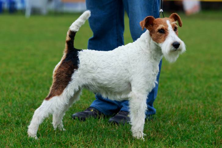 La morphologie d'un Fox Terrier à Poil Dur