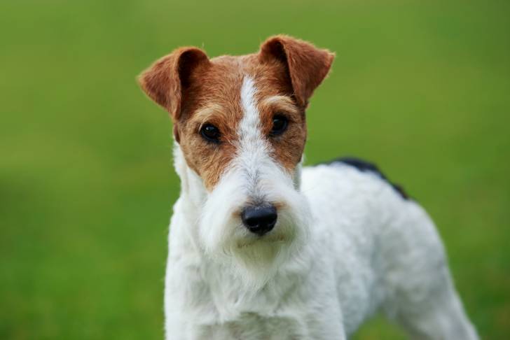 La tête d'un Fox Terrier à Poil Dur