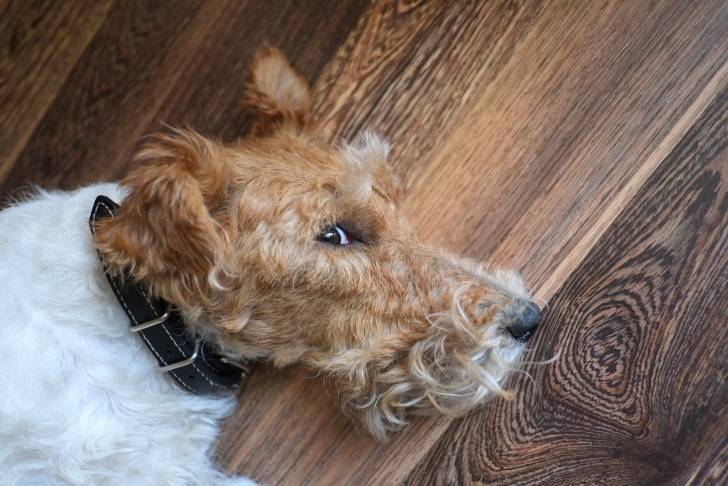 Un Fox Terrier à poil dur allongé sur du parquet en bois