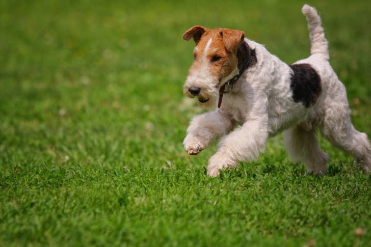 Photo Fox Terrier à Poil Dur