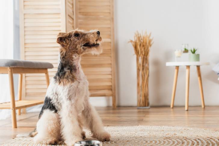 Un Fox Terrier assis à côté de sa gamelle dans un appartement