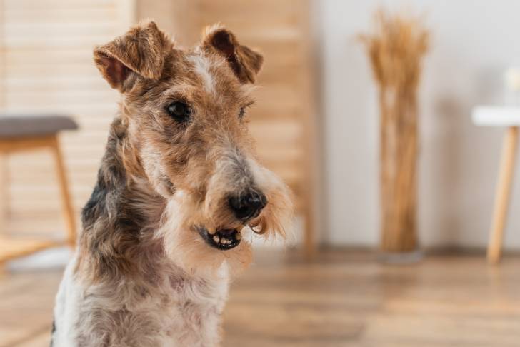 Un Fox Terrier sans un appartement