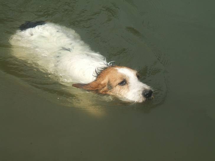 tango - Fox Terrier à Poil Dur Mâle (9 ans)