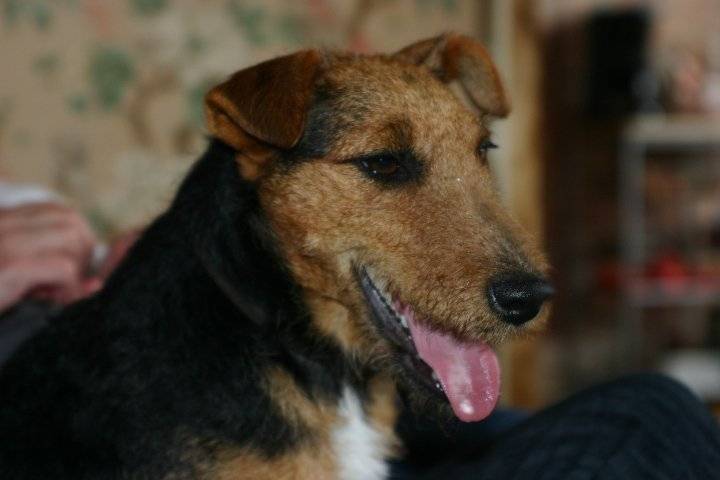 clara - Fox Terrier à Poil Dur (3 ans)