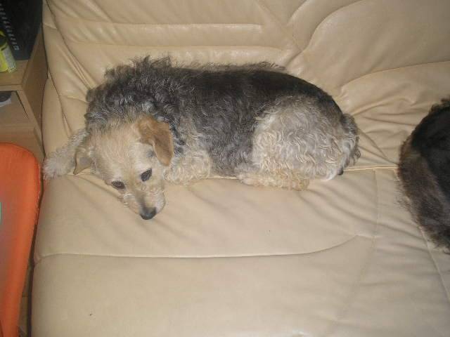duchesse - Fox Terrier à Poil Dur (11 ans)