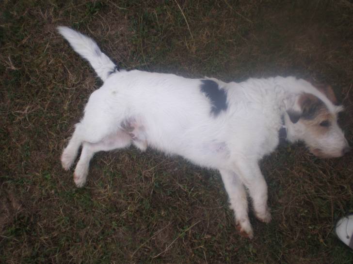Wanny - Fox Terrier à Poil Dur Mâle (8 ans)