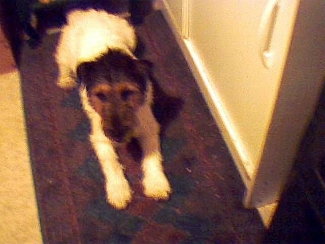 Billy - Fox Terrier à Poil Dur Mâle (8 ans)