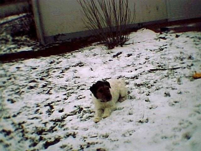 Mon chien Billy ( En Hiver ) - Fox Terrier à Poil Dur Mâle (8 ans)