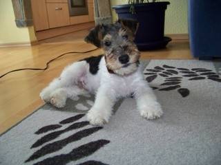 Fino v. Waldhaus - Fox Terrier à Poil Dur Mâle (2 ans)