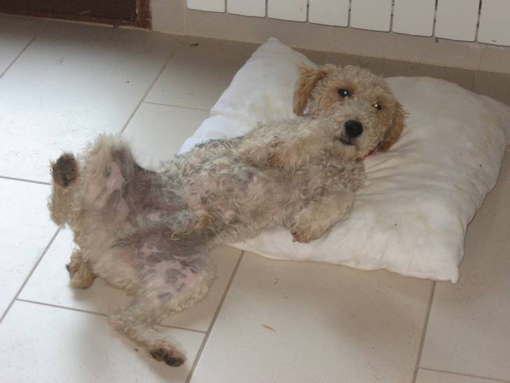 éric - Fox Terrier à Poil Dur Mâle (3 ans)
