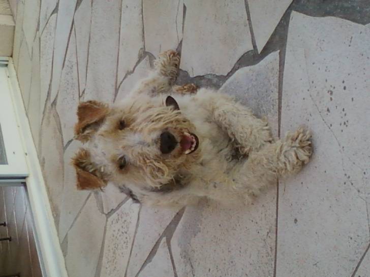 Poumbaa - Fox Terrier à Poil Dur Mâle (12 ans)