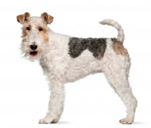 Un Fox Terrier sur fond blanc