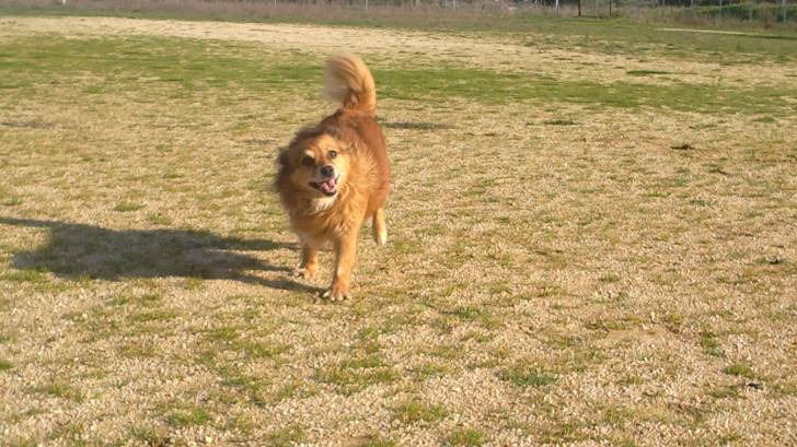 Lala - Loulou de Poméranie (10 ans)