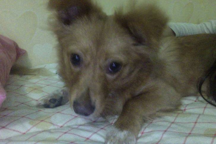 Alù incuriosita - Loulou de Poméranie (7 mois)