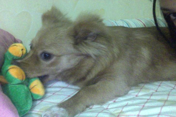 Alù che gioca - Loulou de Poméranie (7 mois)