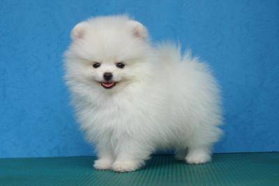 Poppy - Loulou de Poméranie Mâle (6 mois)