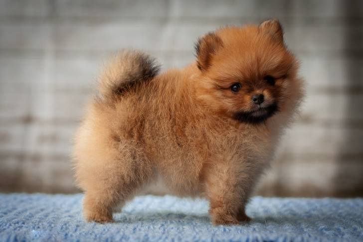 Un chiot Loulou de Poméranie