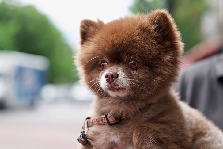 Un Loulou de Poméranie habillé