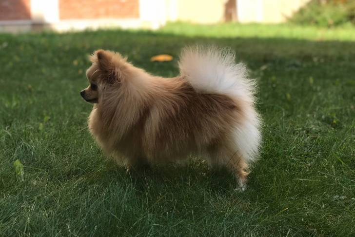Photo Loulou de Poméranie