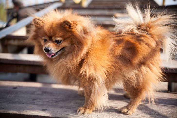 Un Loulou de Poméranie sur des escaliers en bois