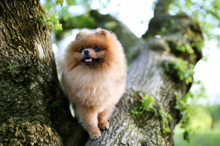 Un Loulou de Poméranie qui se tient dans un arbre