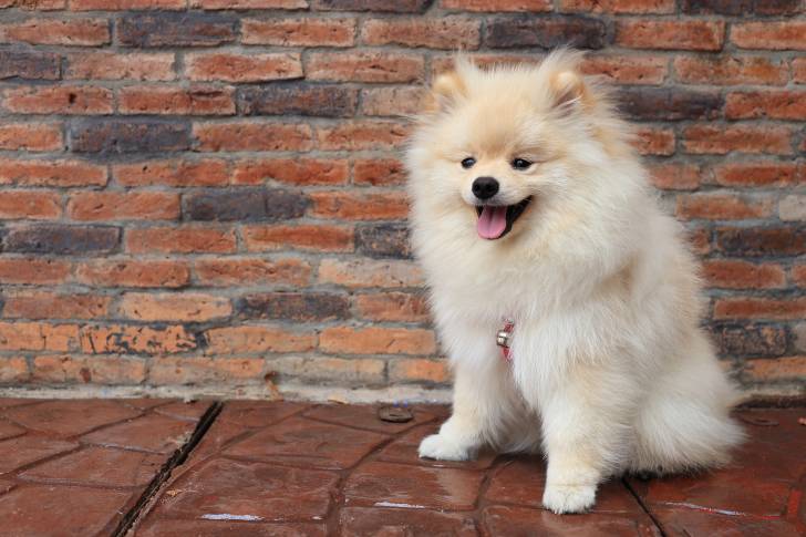 Un Loulou de Poméranie qui porte un collier rouge