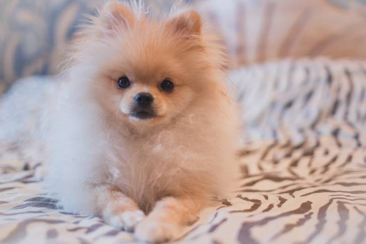 Un adorable Loulou de Poméranie allongé sur un lit