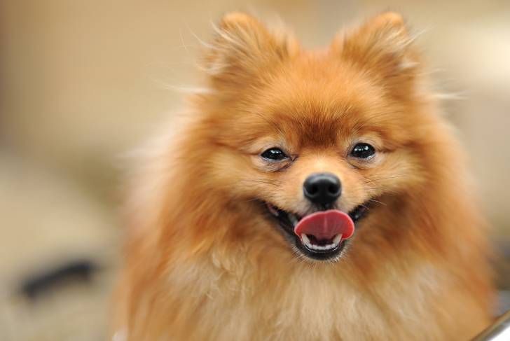 Vue proche d'une tête de Loulou de Poméranie