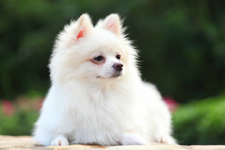 Un Loulou de Poméranie allongé sur un table en extérieur 