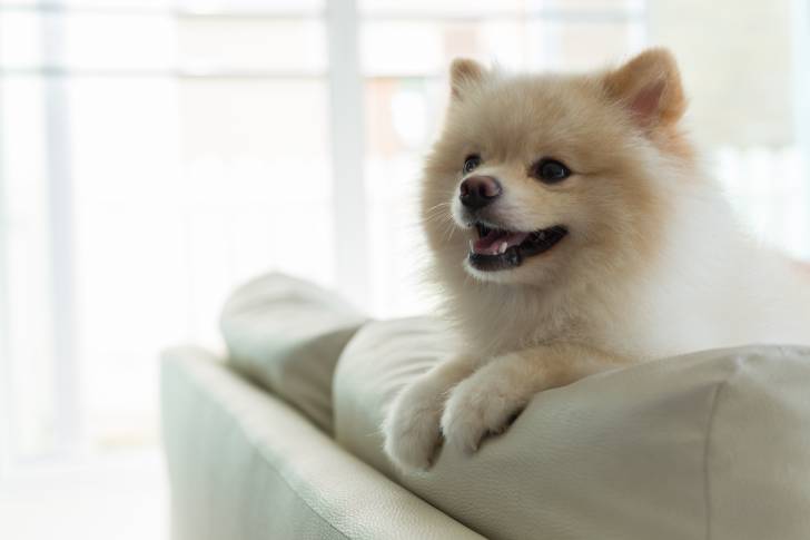 Un Loulou de Poméranie assis sur un canapé blanc