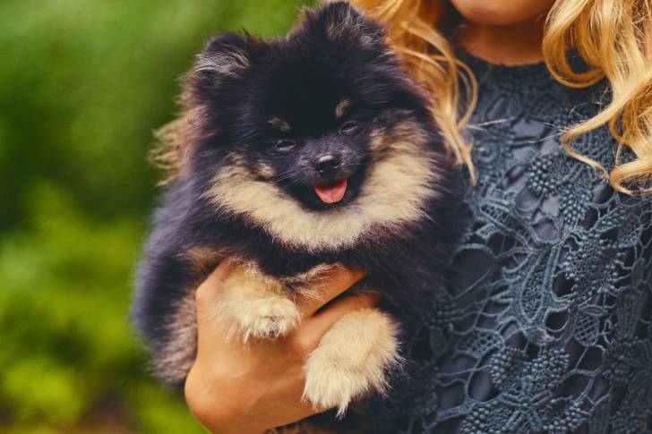 Une femme tient un Pomeranian noir et feu dans ses bras
