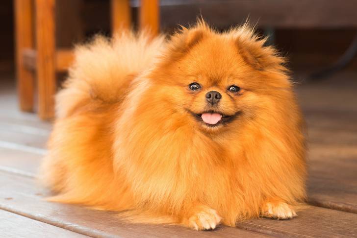 Un adorable Loulou de Poméranie orange allongé sur le sol