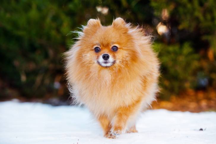 Un Loulou de Poméranie se promène en hiver