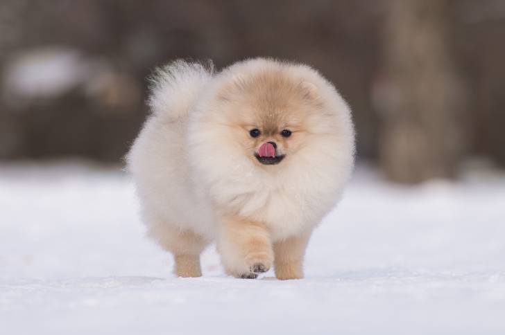 Un Loulou de Poméranie dans la neige