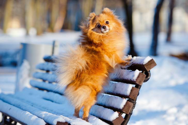 Un Loulou de Poméranie sur un banc en bois