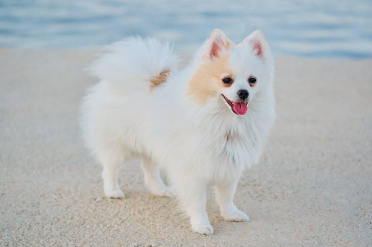 Un Loulou de Poméranie se promène sur une plage