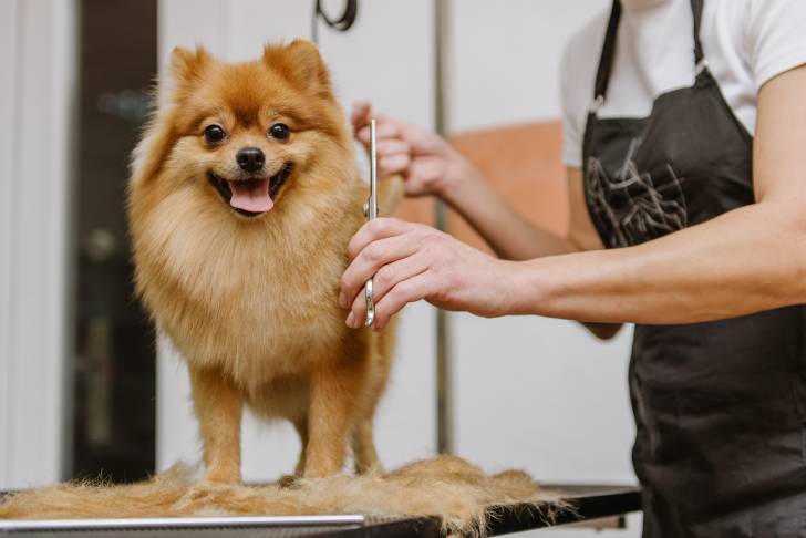 Un Loulou de Poméranie chez le toiletteur 
