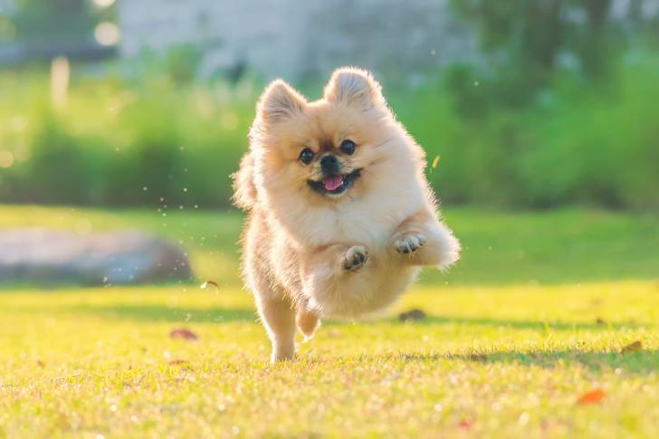 Un Loulou de Poméranie en train de courir