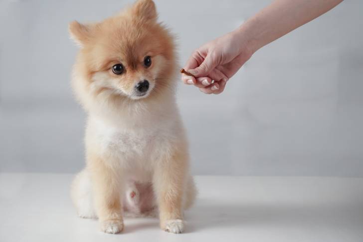 Un Loulou de Poméranie s'apprête à manger une friandise dans la main de sa propriétaire