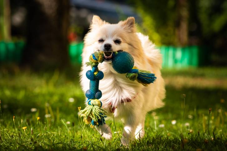 Un Loulou de Poméranie en train de courir avec une corde dans la gueule
