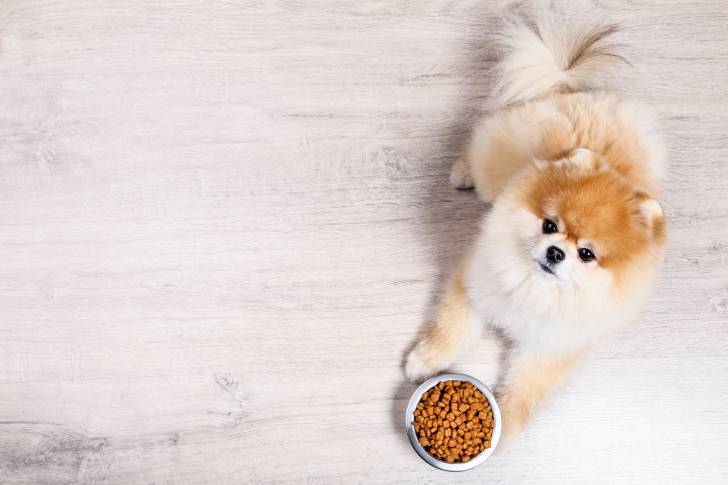 Un Loulou de Poméranie attend devant sa gamelle