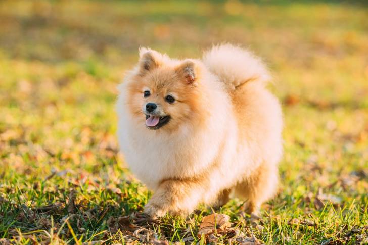 Un chiot Pomeranian marche dans le jardin