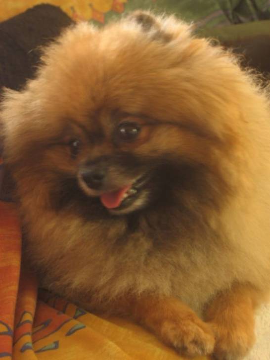 Sambucca "Bucca" - Loulou de Poméranie Mâle (6 ans)