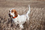 Un Setter Anglais dans un champs