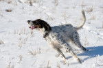 Un Setter Anglais en train de courir dans la neige
