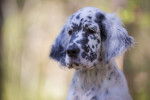 Portrait d'un Setter Anglais