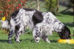 Un Setter Anglais mange dans sa gamelle