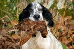 Un Setter Anglais avec du gibier dans la gueule