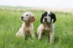 Deux chiots Setters Anglais assis dans l'herbe