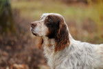 Un Setter Anglais vu de profil